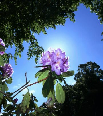 Rhododendron Bushes: Planting, Growing, and Care Guide