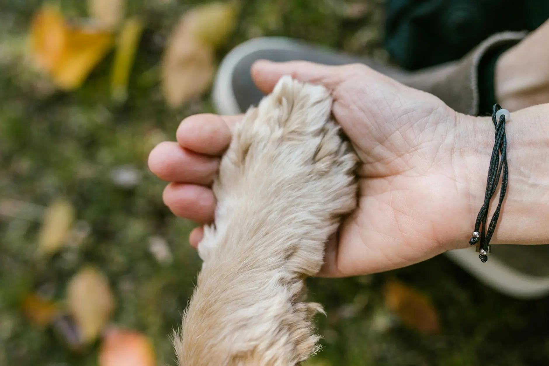 Relieve irritation and keep your furry friend comfortable with expert care solutions today.