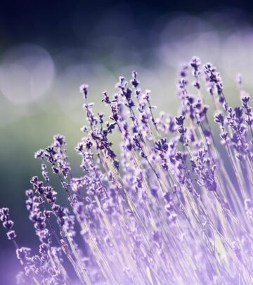 English Lavender: The Complete Growing and Care Guide