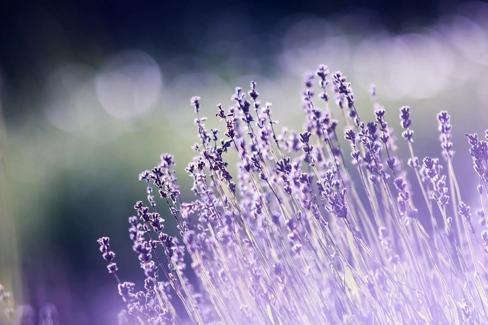 English Lavender: The Complete Growing and Care Guide English Lavender: The Complete Growing and Care Guide_image