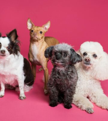 12 Adorable Small Dog Breeds That Will Steal Your Heart