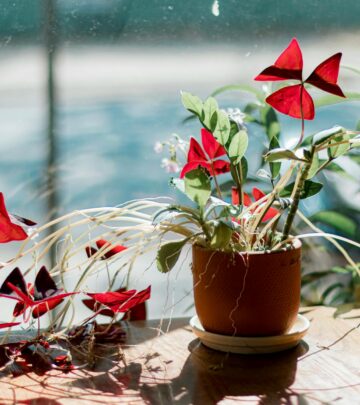 Growing & Caring for Oxalis: The Charming Shamrock Plant