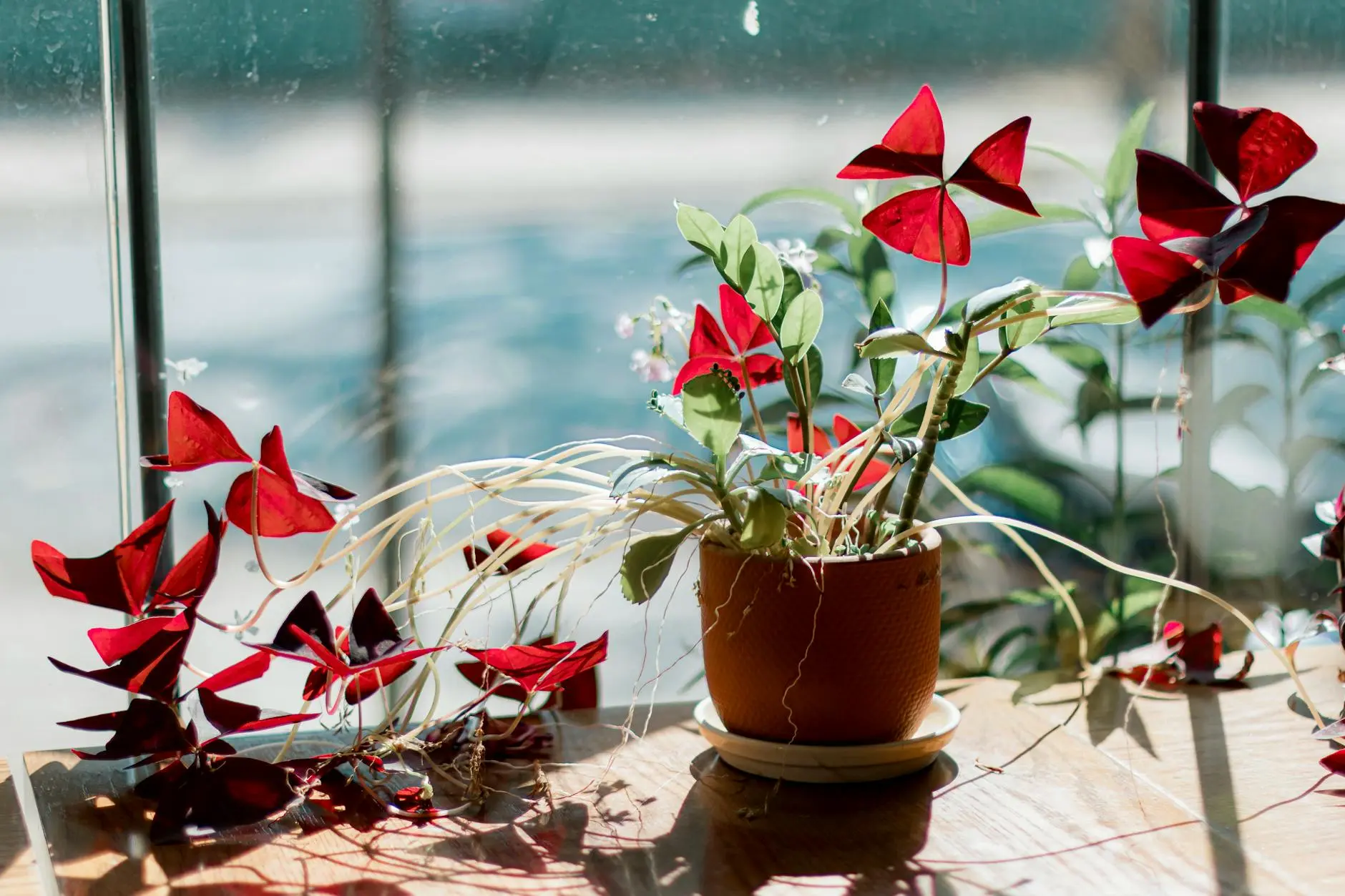 Growing & Caring for Oxalis: The Charming Shamrock Plant Growing & Caring for Oxalis: The Charming Shamrock Plant_image