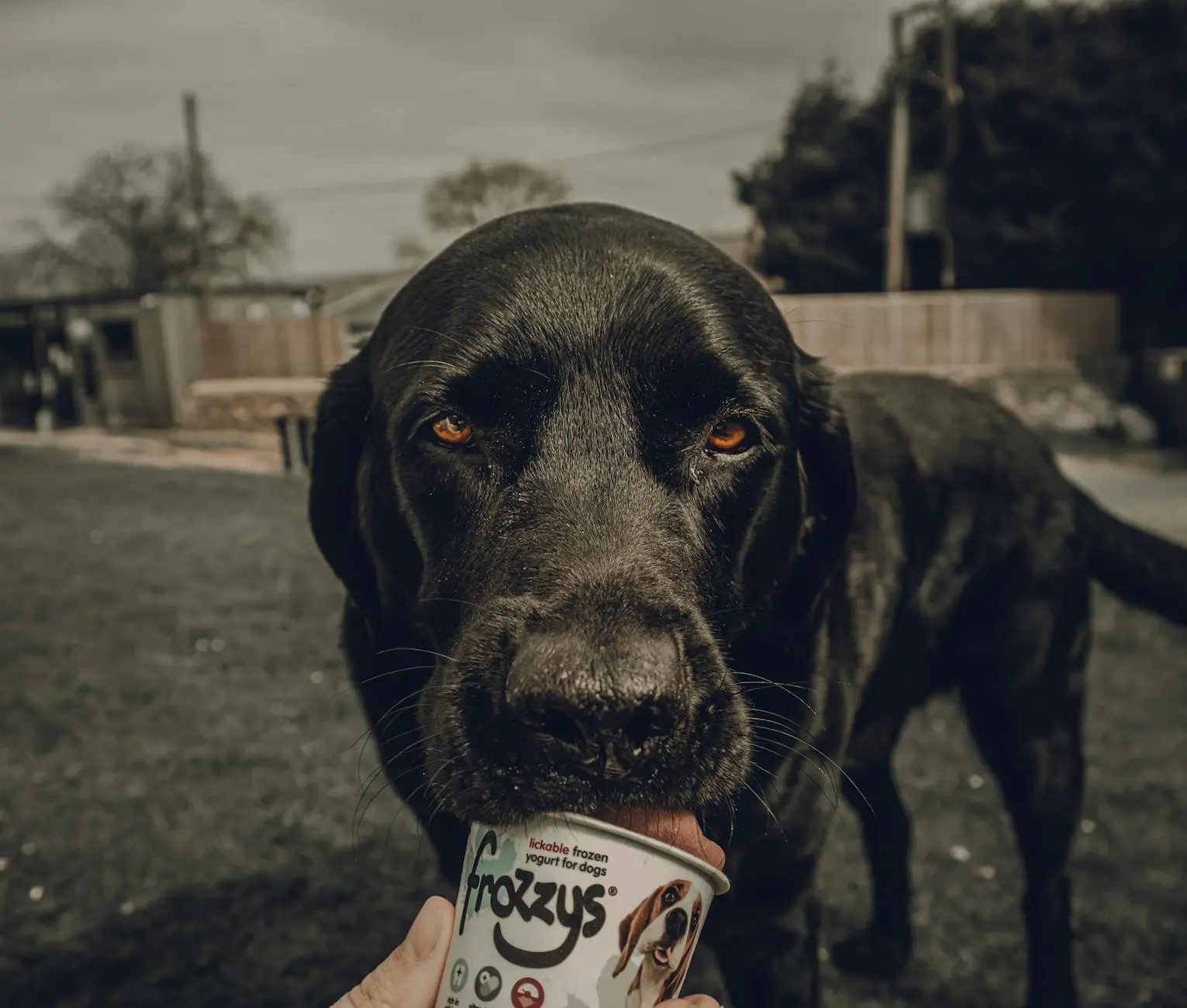 Can Dogs Eat Yogurt? A Comprehensive Guide for Pet Owners Can Dogs Eat Yogurt? A Comprehensive Guide for Pet Owners_image