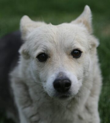 Can Dogs Eat Tuna? Safety, Risks, and Guidelines