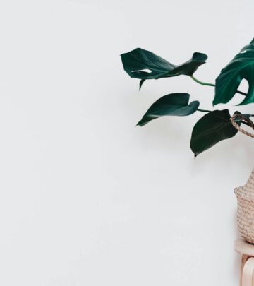 How to Grow and Care for Never Never Plant (Ctenanthe): Complete Guide