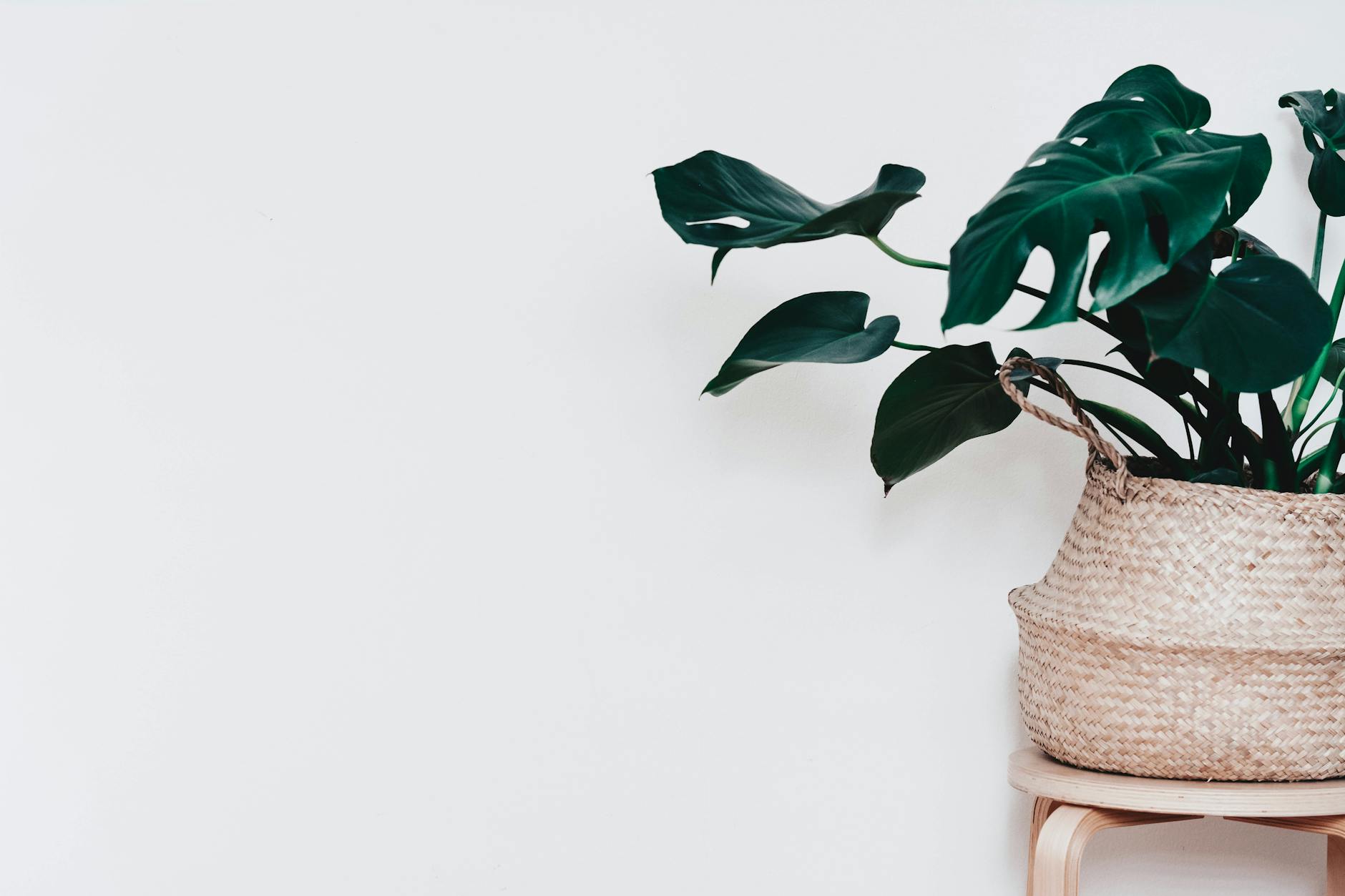 How to Grow and Care for Never Never Plant (Ctenanthe): Complete Guide How to Grow and Care for Never Never Plant (Ctenanthe): Complete Guide_image