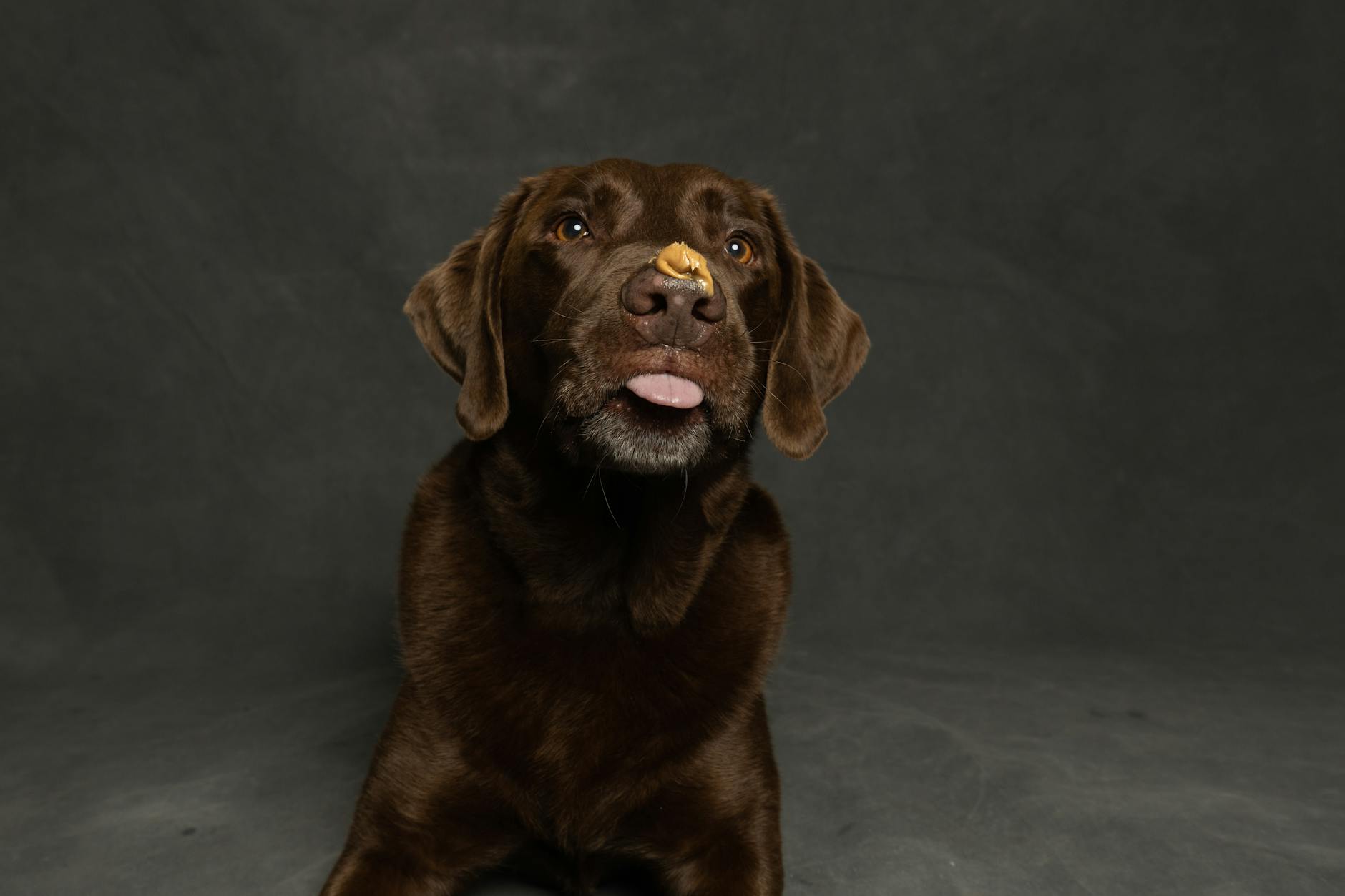 Can Dogs Eat Peanuts? Safety, Risks, and Benefits Explained Can Dogs Eat Peanuts? Safety, Risks, and Benefits Explained_image