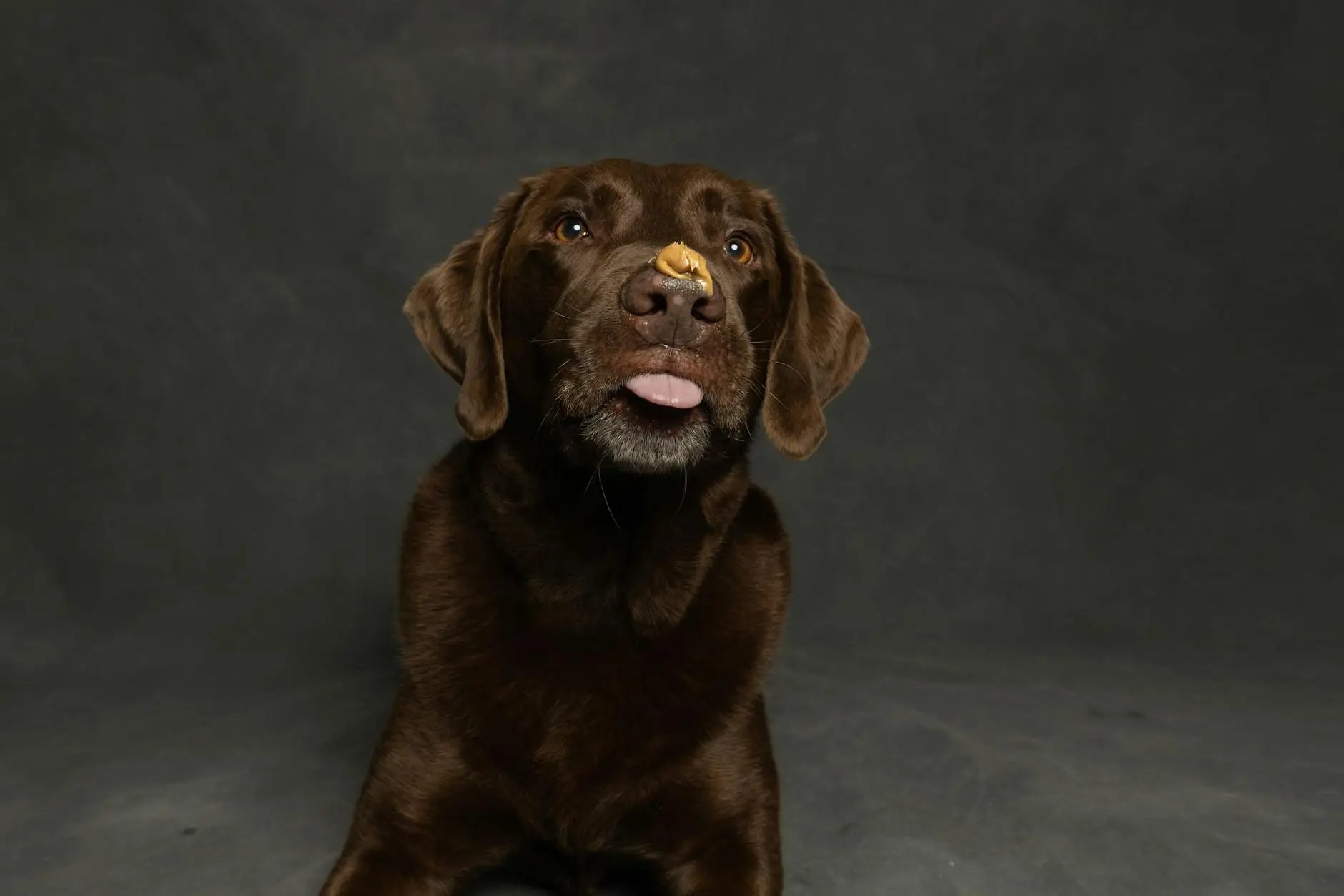 Can Dogs Eat Peanuts? Safety Risks, Benefits & Serving Tips Discover surprising facts about canine nutrition and what treats can keep pups healthy.