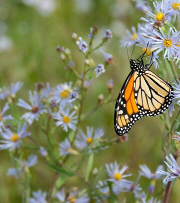 Aster Flowers: Growing Guide for Fall-Blooming Perennials