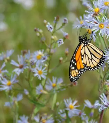 Discover expert tips and secrets to cultivate vibrant autumn blossoms in your garden!