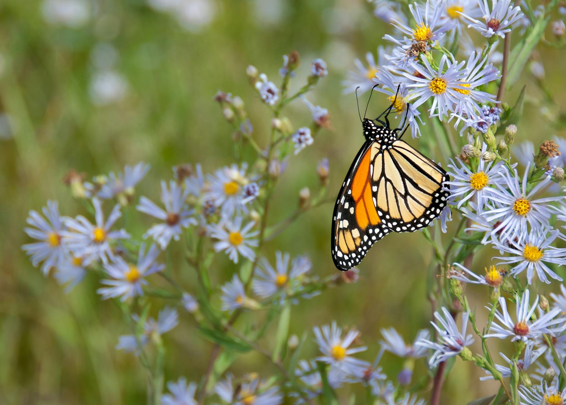 Aster Flowers: Growing Guide for Fall-Blooming Perennials Aster Flowers: Growing Guide for Fall-Blooming Perennials_image