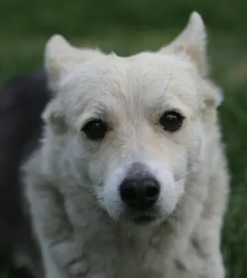 Discover the surprising benefits and risks of sharing this sweet fruit with your pup today!