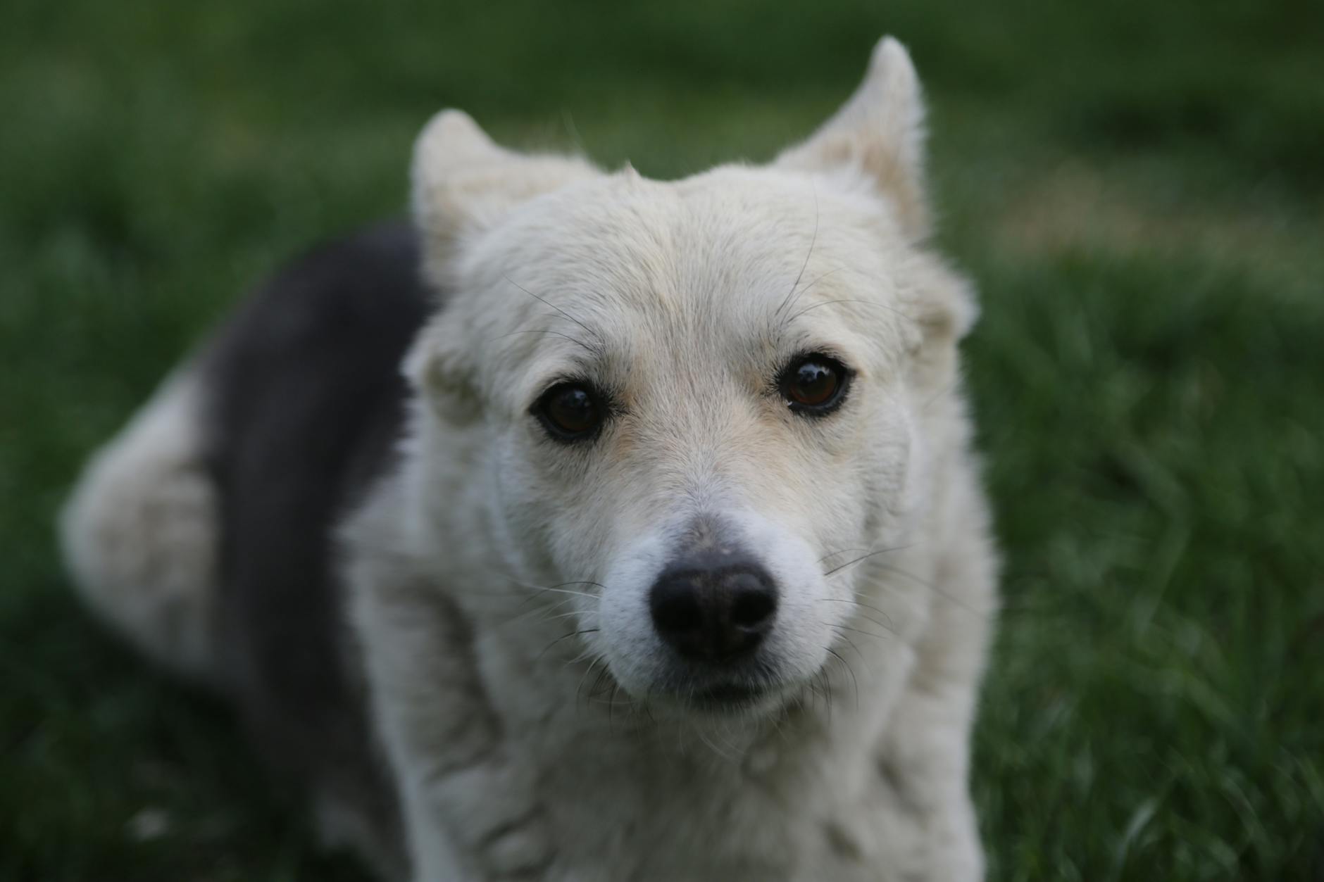 Can Dogs Eat Shrimp? Benefits, Risks, and Safe Preparation Can Dogs Eat Shrimp? Benefits, Risks, and Safe Preparation_image