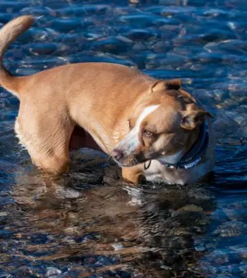 Ensure your furry friend's health with effective tips for fresh, comfortable listening!