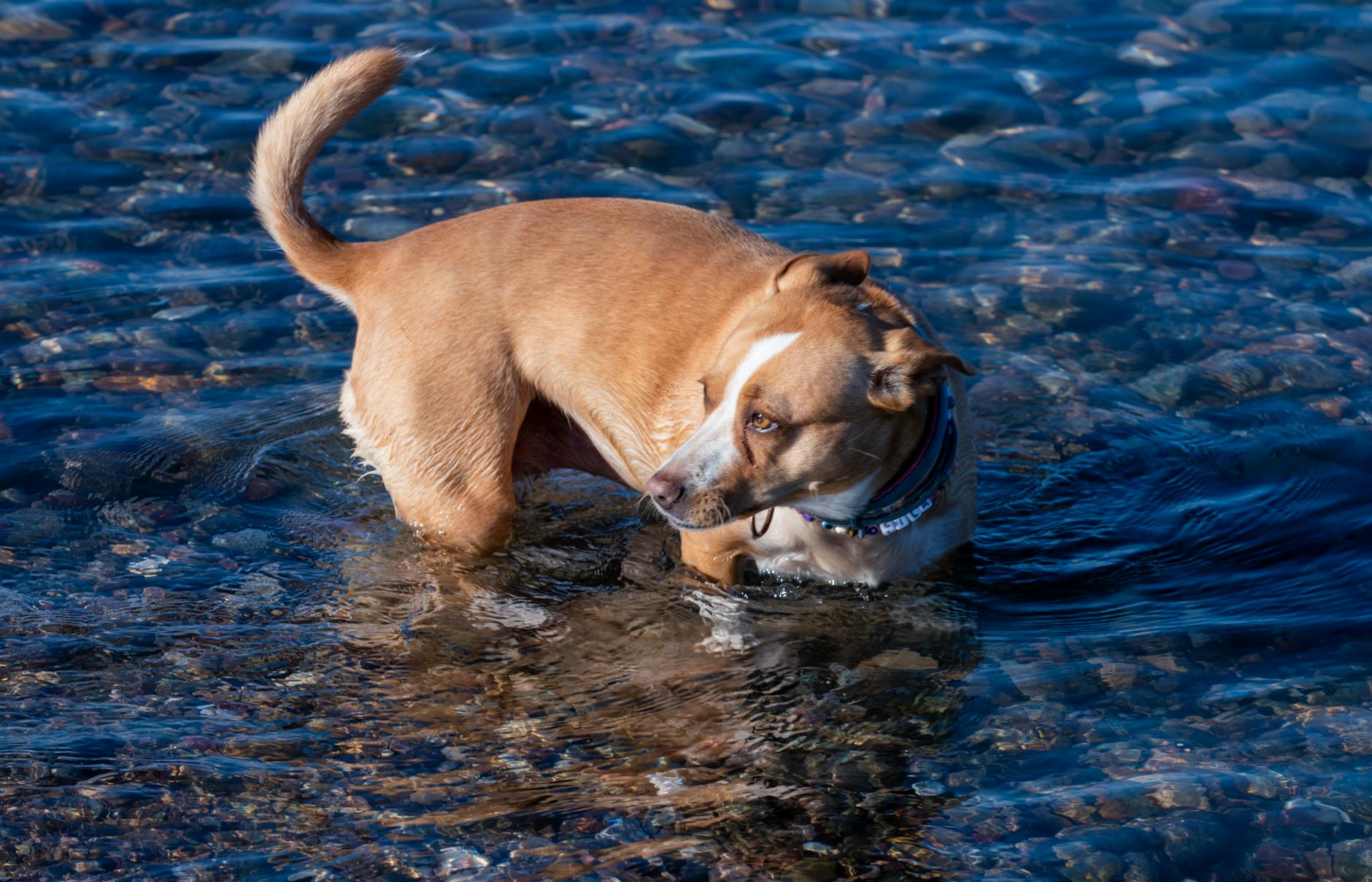 How to Properly Clean Your Dog’s Ears: A Complete Guide How to Properly Clean Your Dog’s Ears: A Complete Guide_image