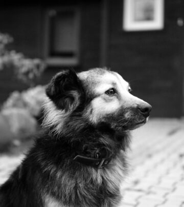 Can Dogs Eat Honey? Risks, Benefits, and Safe Uses