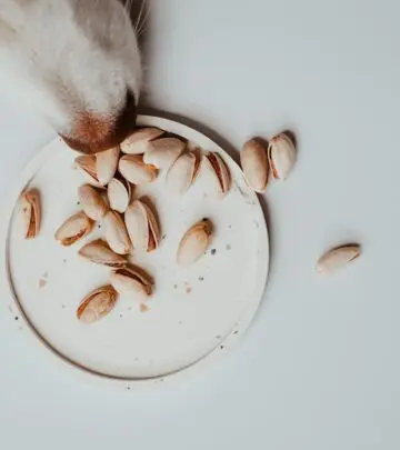 Discover what treats boost your pup’s wellness without the hazards of common nuts.