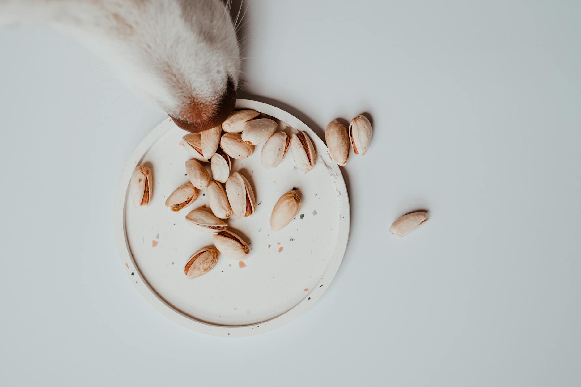 Can Dogs Eat Almonds? Health Risks, Benefits, and Safe Alternatives Can Dogs Eat Almonds? Health Risks, Benefits, and Safe Alternatives_image
