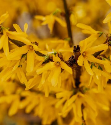 Forsythia Bush Care & Growing Guide: Tips for Vibrant Spring Color