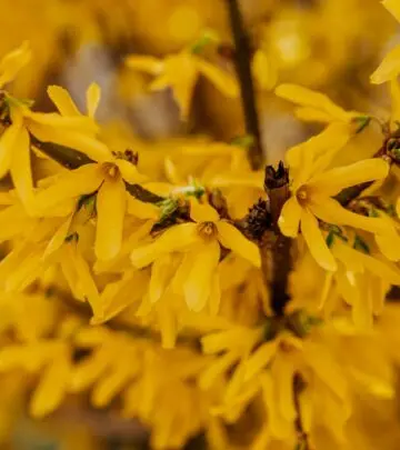 Unlock radiant garden blooms with expert secrets to nurturing your flourishing shrubs.