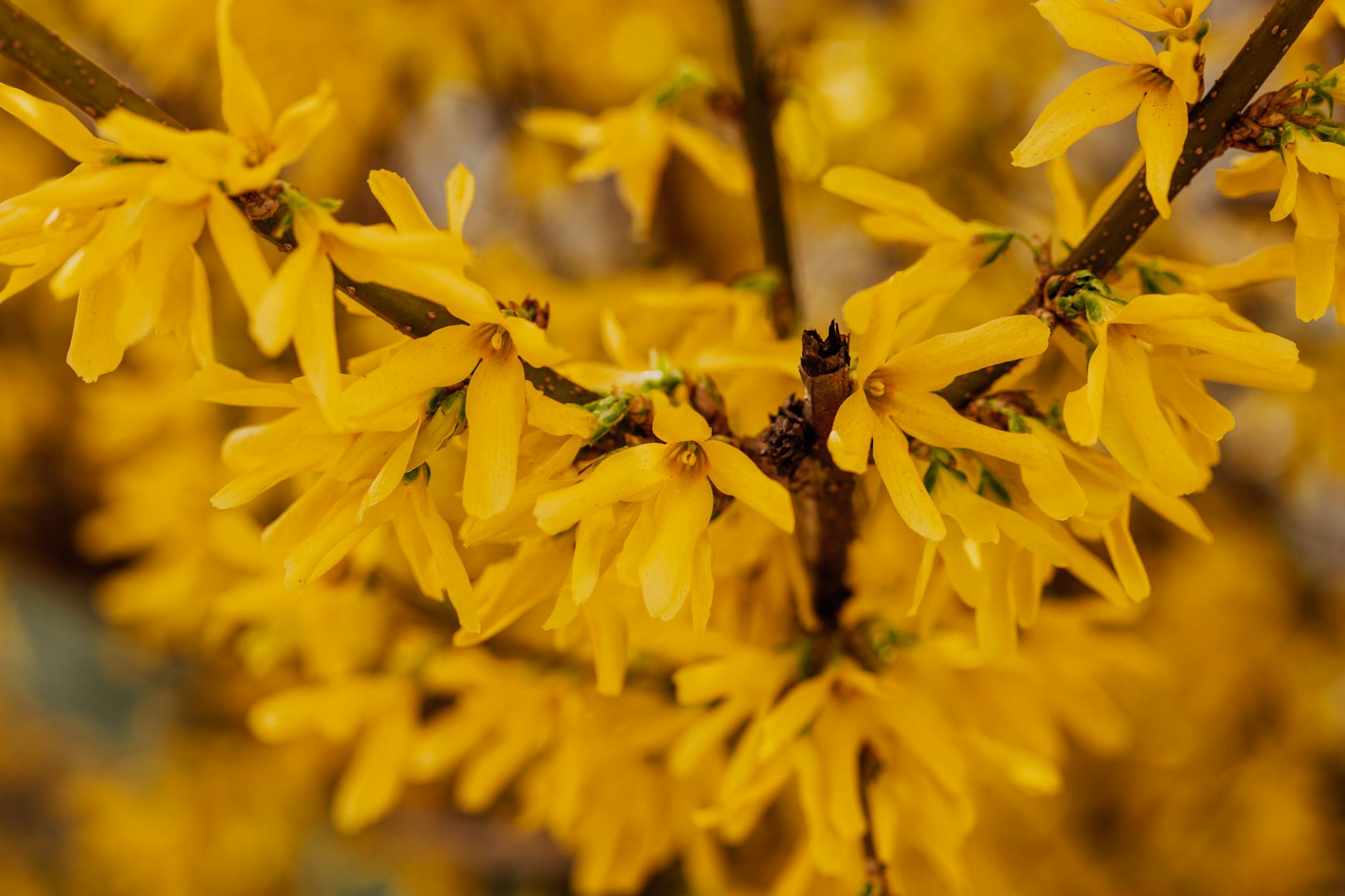 Forsythia Bush Care & Growing Guide: Tips for Vibrant Spring Color Forsythia Bush Care & Growing Guide: Tips for Vibrant Spring Color_image