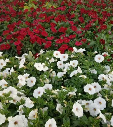 Discover vibrant blooms and unique features that transform outdoor spaces with ease.