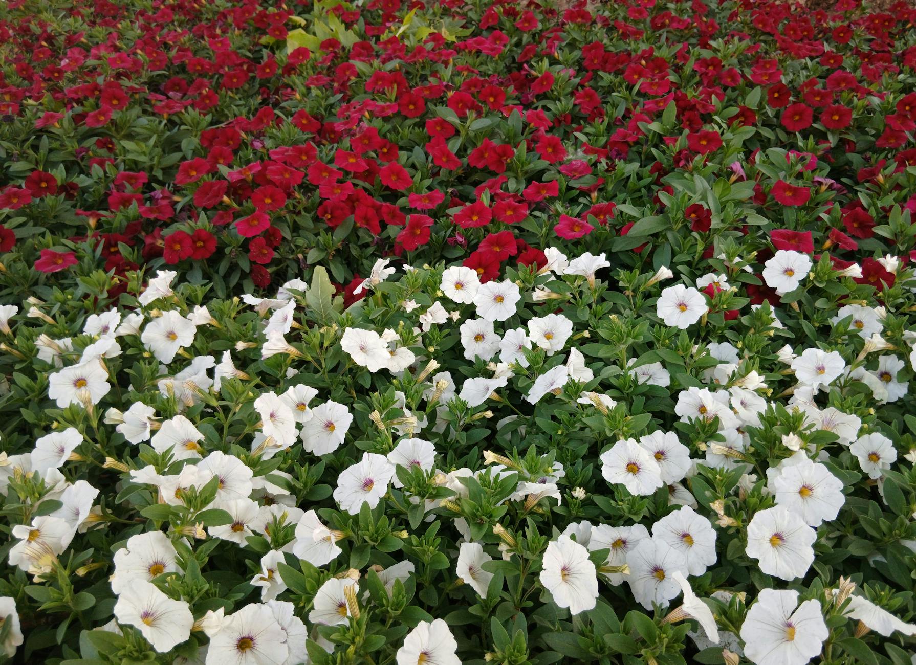 A Comprehensive Guide to Petunia Varieties: Types, Traits, and Garden Uses A Comprehensive Guide to Petunia Varieties: Types, Traits, and Garden Uses_image