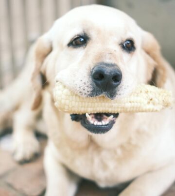 Can Dogs Eat Corn? Safety Guide for Pet Parents