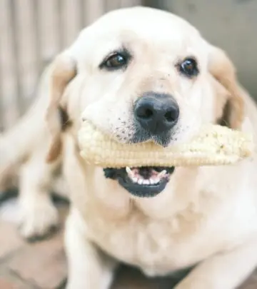 Discover essential tips and expert advice ensuring your furry friend enjoys treats safely.