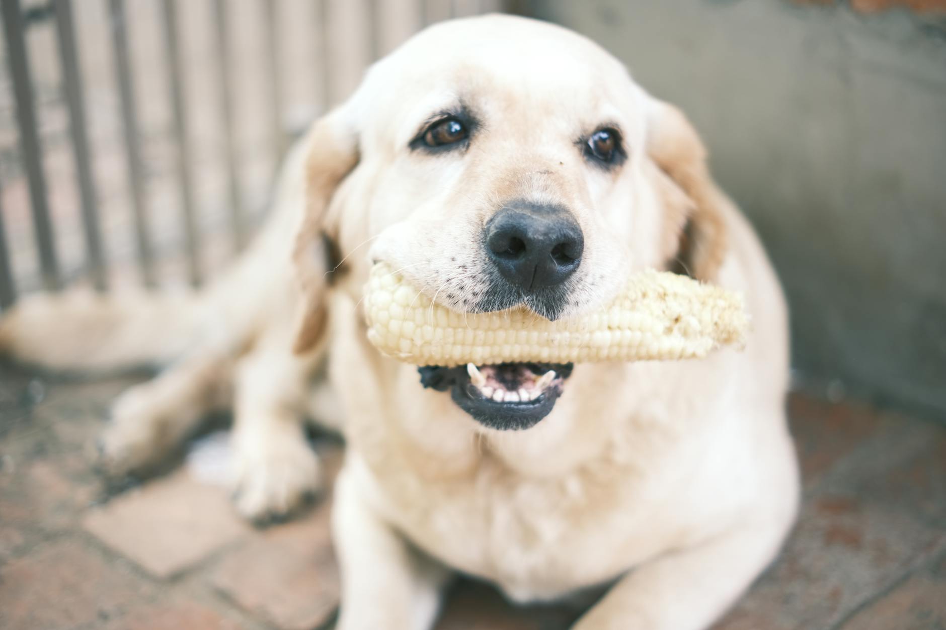 Can Dogs Eat Corn? Safety Guide for Pet Parents Can Dogs Eat Corn? Safety Guide for Pet Parents_image