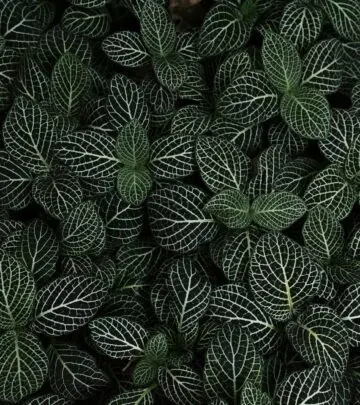 Discover expert tips to keep your vibrant greenery thriving with ease and elegance today!