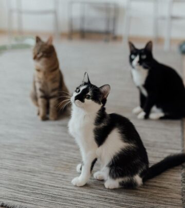12 Exquisite Gray and White Cat Breeds: Characteristics & Care Guide