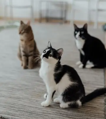 Discover unique feline personalities and expert tips to nurture your elegant companions!
