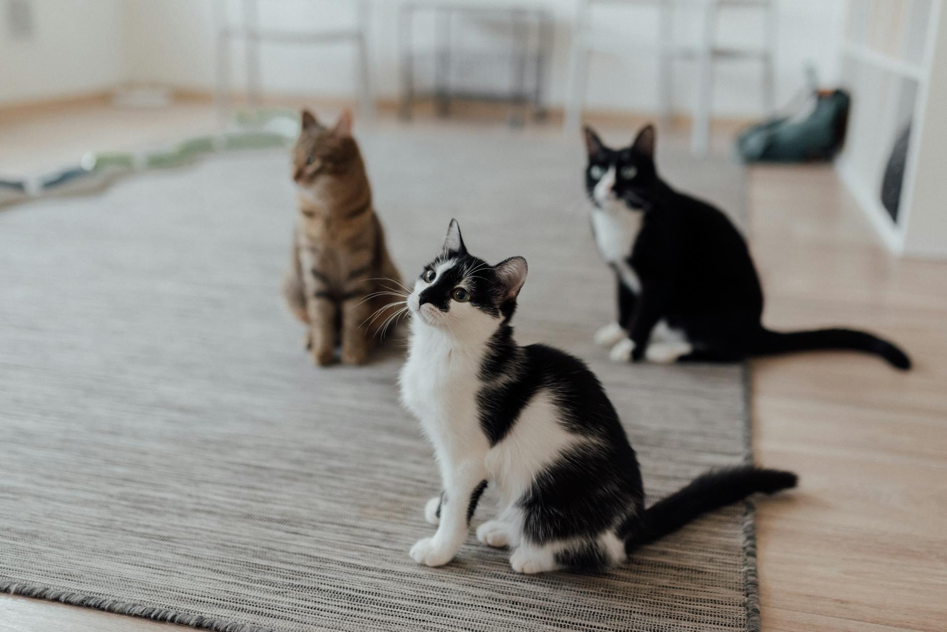 12 Exquisite Gray and White Cat Breeds: Characteristics & Care Guide 12 Exquisite Gray and White Cat Breeds: Characteristics & Care Guide_image