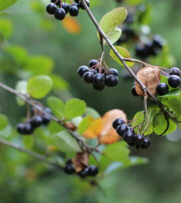 Complete Guide to Growing and Using Chokeberry Shrubs
