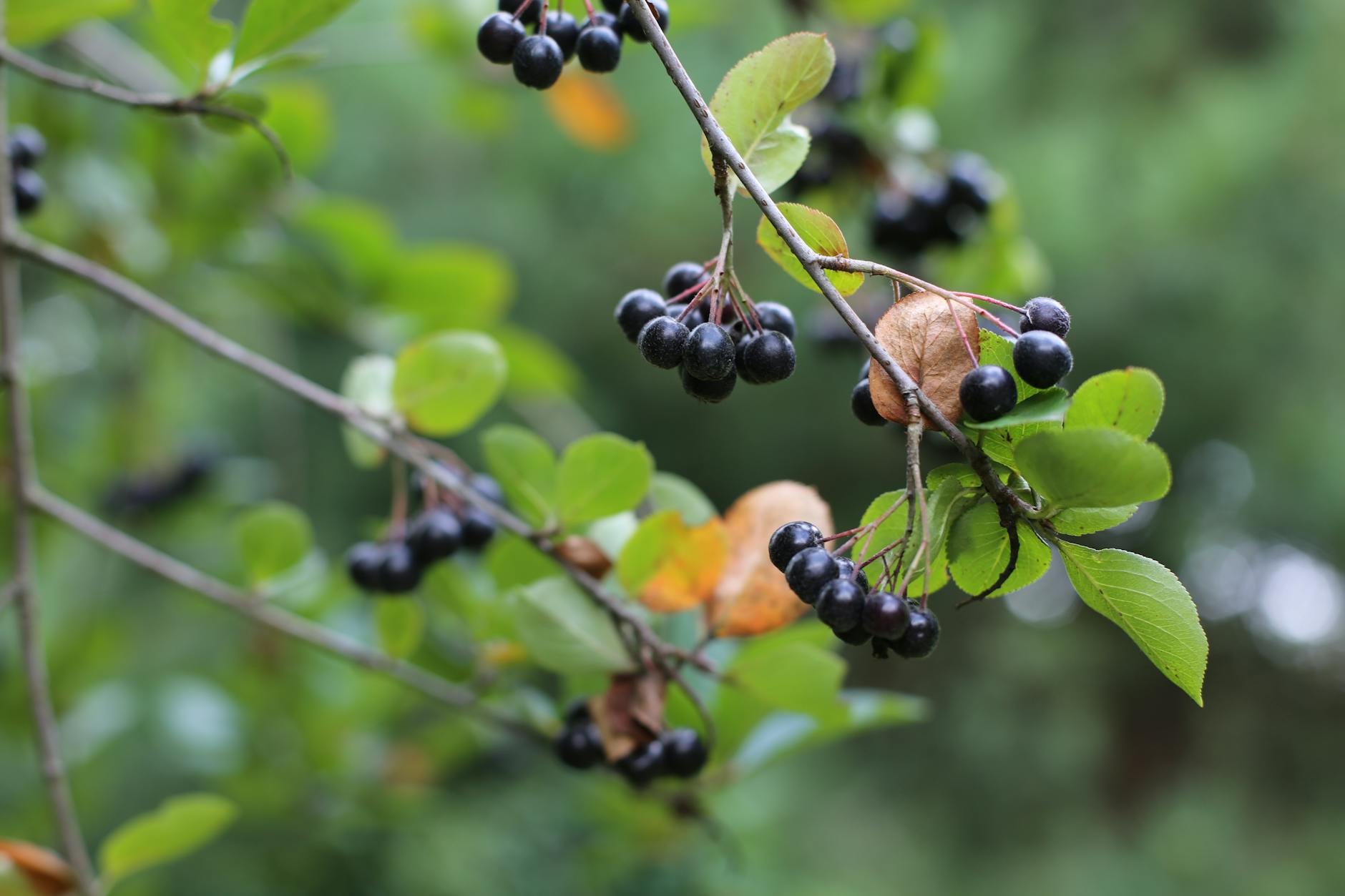 Complete Guide to Growing and Using Chokeberry Shrubs Complete Guide to Growing and Using Chokeberry Shrubs_image
