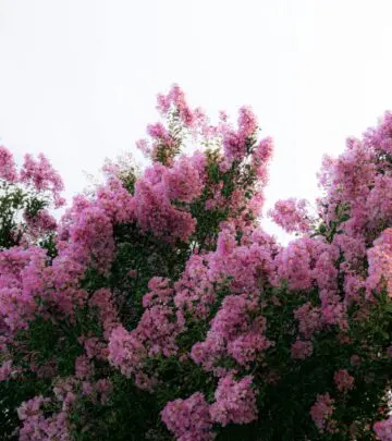 Transform your garden with vibrant blooms and expert tips for stunning, hardy trees.