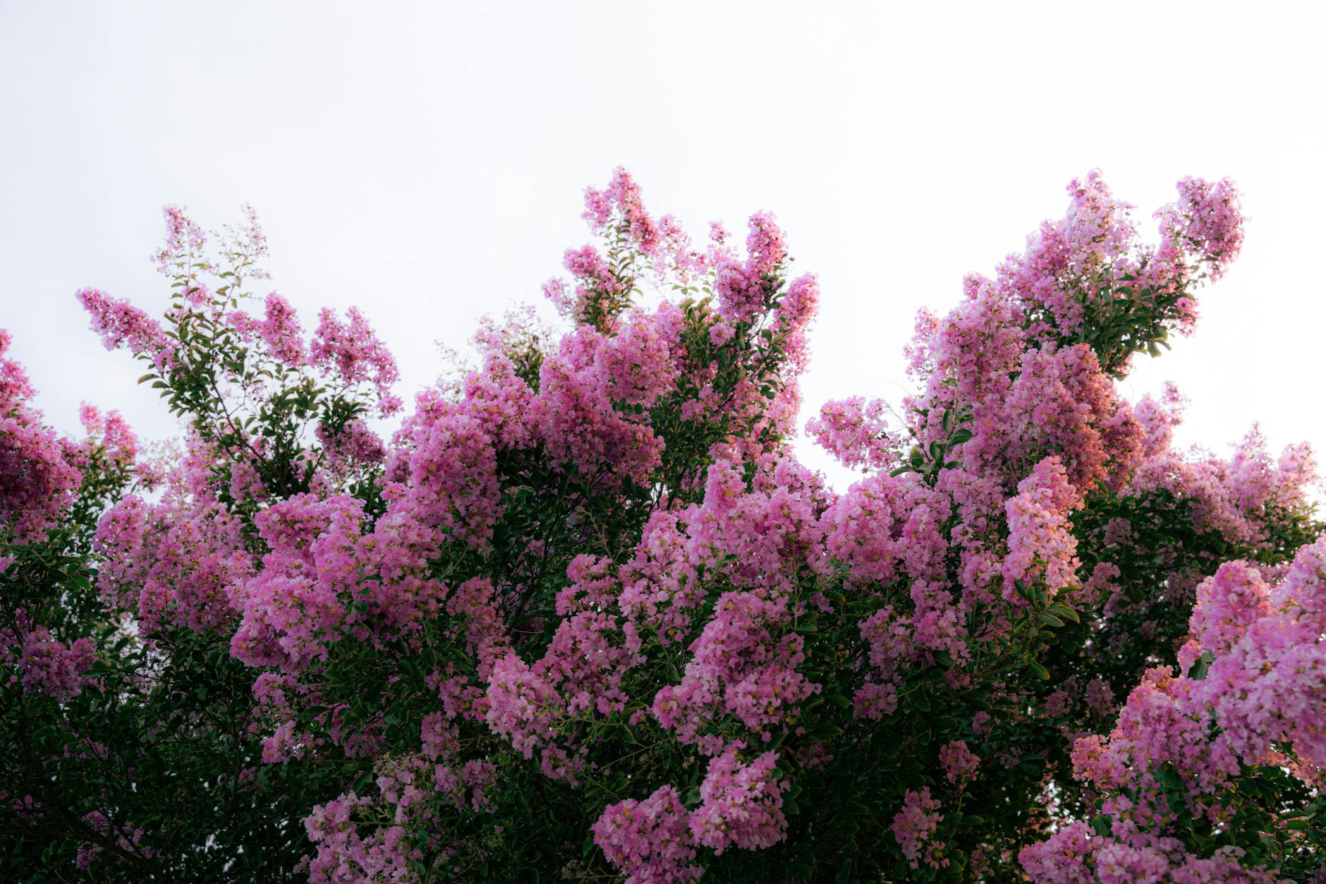 The Ultimate Guide to Growing Beautiful Crape Myrtles The Ultimate Guide to Growing Beautiful Crape Myrtles_image