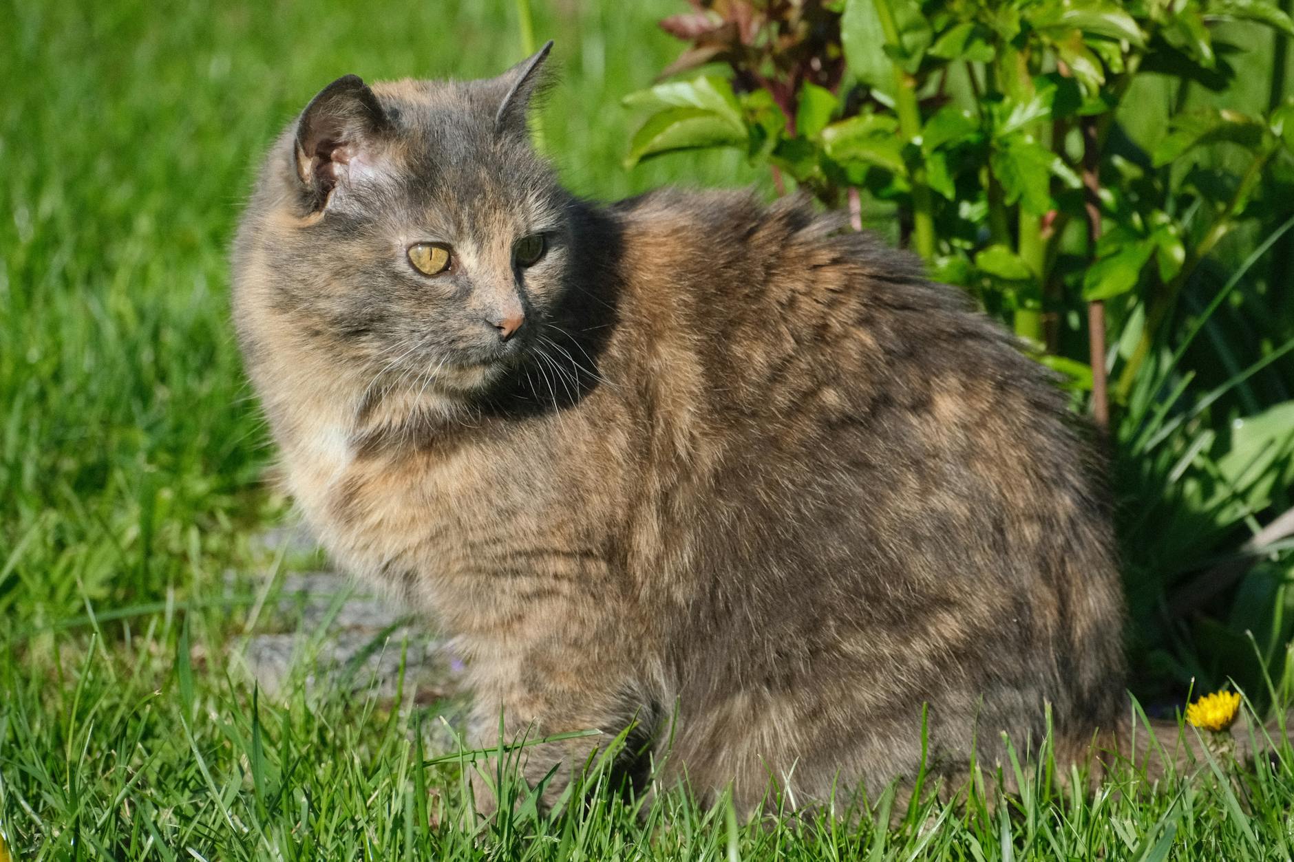 Calico Cat: Complete Breed Profile, Characteristics & Care Guide Calico Cat: Complete Breed Profile, Characteristics & Care Guide_image