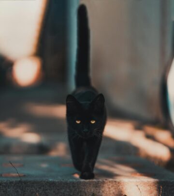 10 Elegant Black and White Cat Breeds: Patterns, Personalities & Care