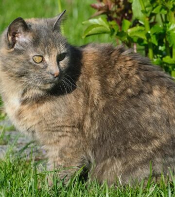 Calico Cat: Breed Profile, Traits, and Care Guide