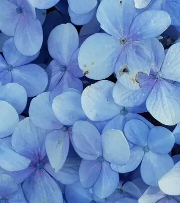 Unlock secrets to vibrant blooms and thriving plants with expert tips and proven techniques.