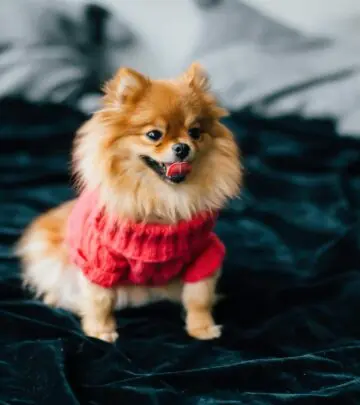 Tiny fluff, endless charm—discover why this breed steals hearts everywhere you go!