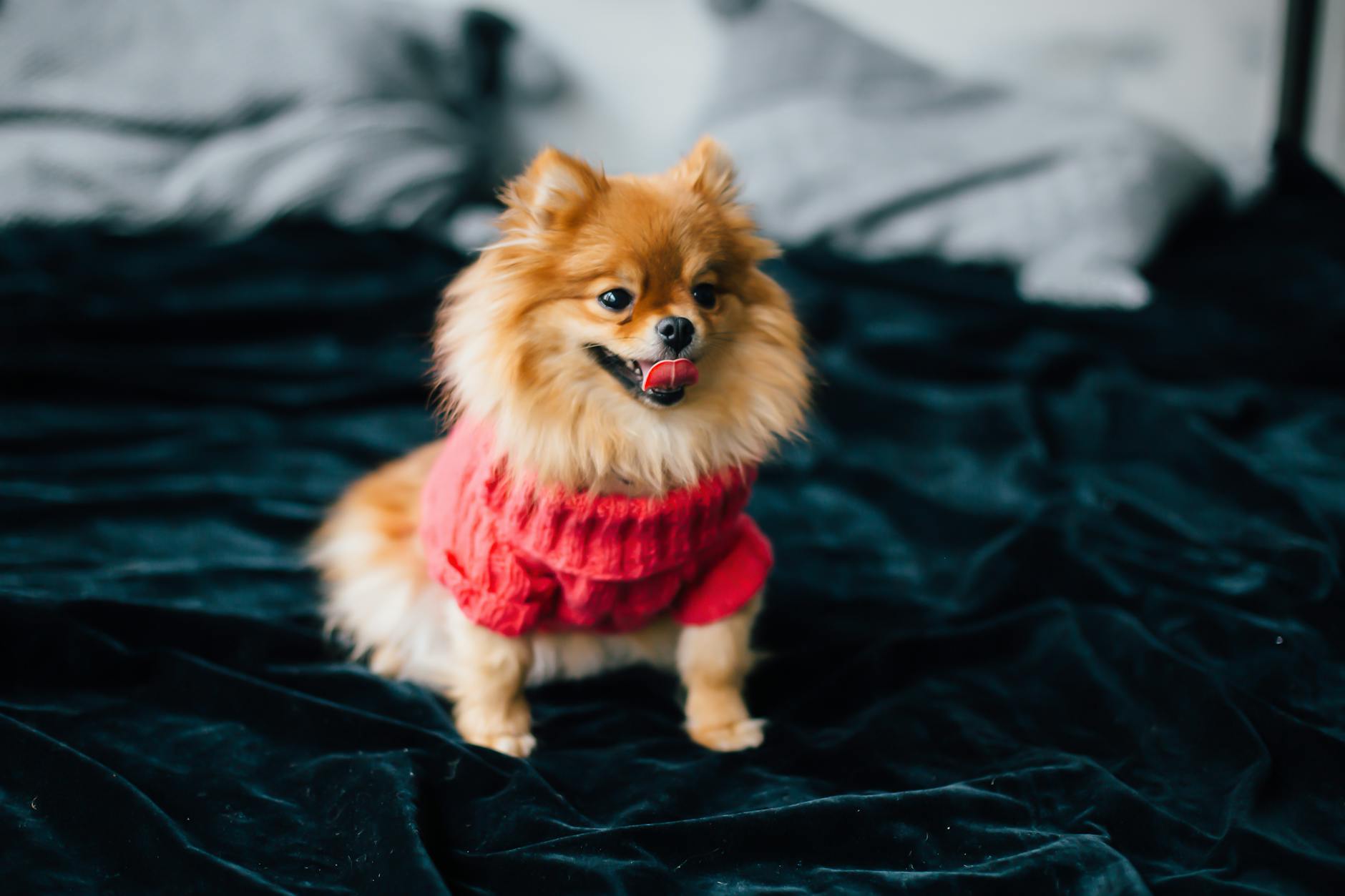Pomeranian: Small Dog with a Big Personality Pomeranian: Small Dog with a Big Personality_image