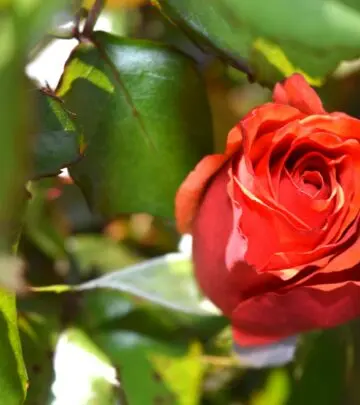 Discover expert tips, hidden gems, and nurturing secrets for vibrant garden treasures!