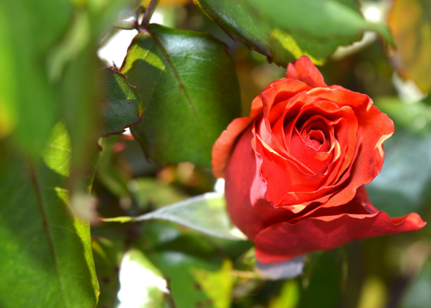 A Comprehensive Guide to Shrub Roses: Types, Care, and Best Varieties A Comprehensive Guide to Shrub Roses: Types, Care, and Best Varieties_image
