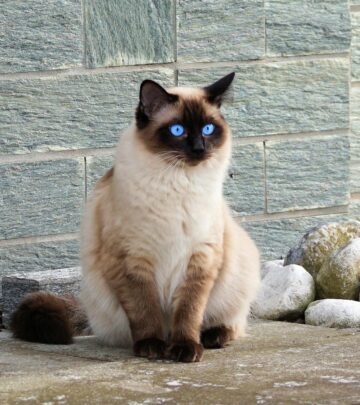 Lynx Point Siamese Cat Breed Profile: Traits, Care, and Personality