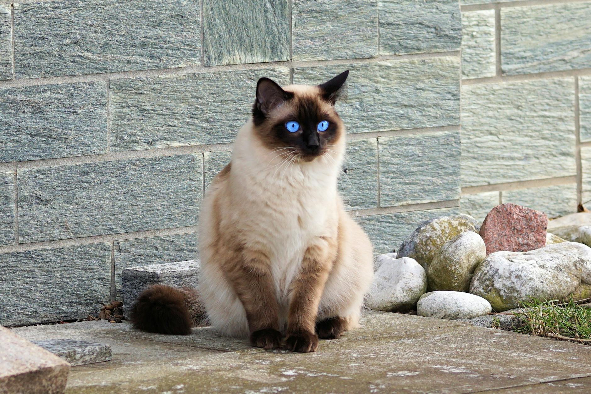 Lynx Point Siamese Cat Breed Profile: Traits, Care, and Personality Lynx Point Siamese Cat Breed Profile: Traits, Care, and Personality_image