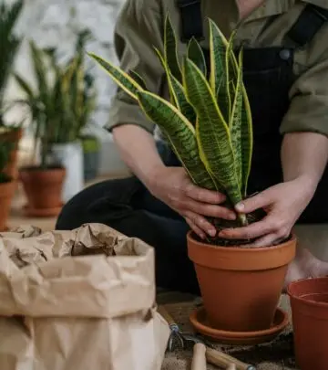 Master essential tips and tricks to nurture vibrant foliage and thrive indoors with ease.